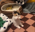 宝鐘まり