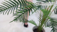 吉沢まこと