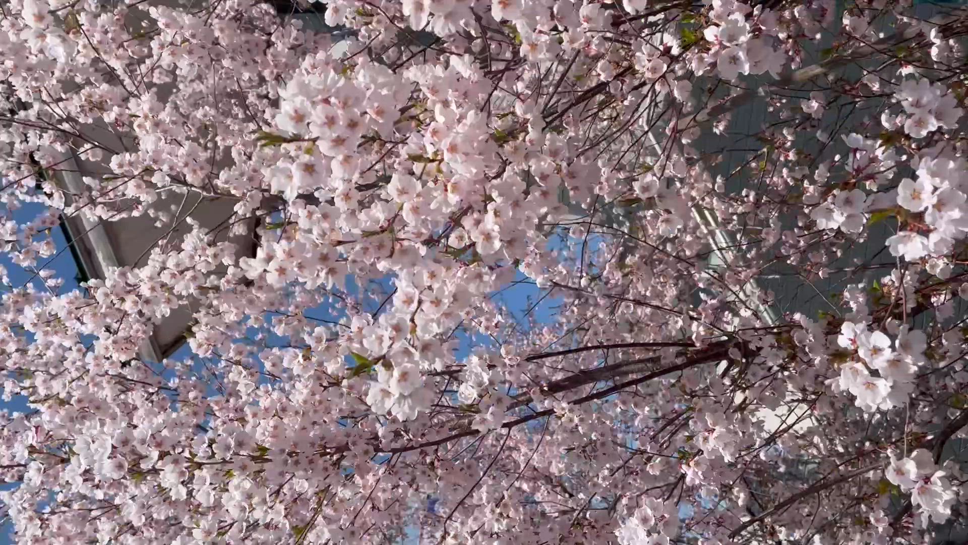 このみ